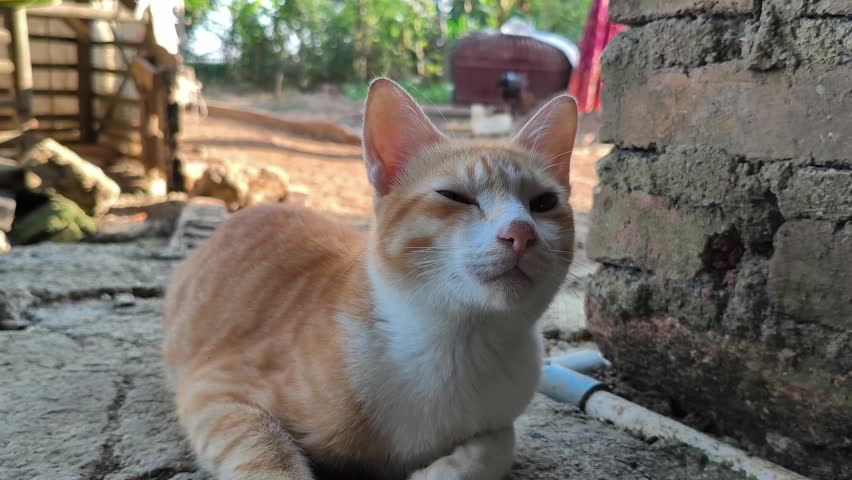 cat on the ground yawning