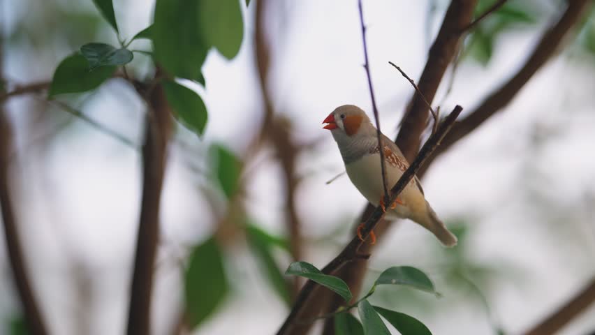 Medium shot of a male Zebra Finch on a thin branch singing before flying off.