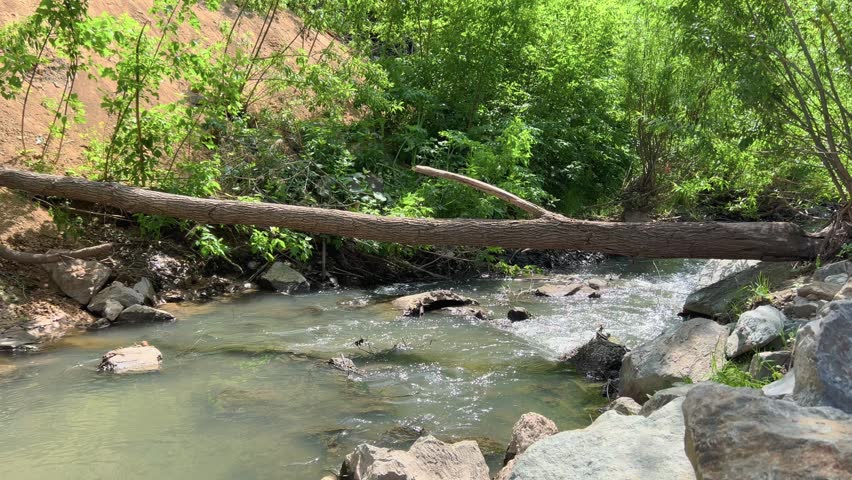 Fallen tree trunk spanning over rocky stream with lush green vegetation and eroded clay bank behind