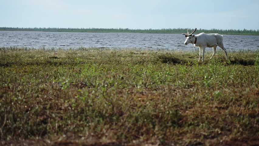 A white reindeer with antlers strides along the grassy tundra shore beside a calm northern lake. Minimal landscape with open sky and a distant forested horizon evokes Arctic wilderness and solitude.
