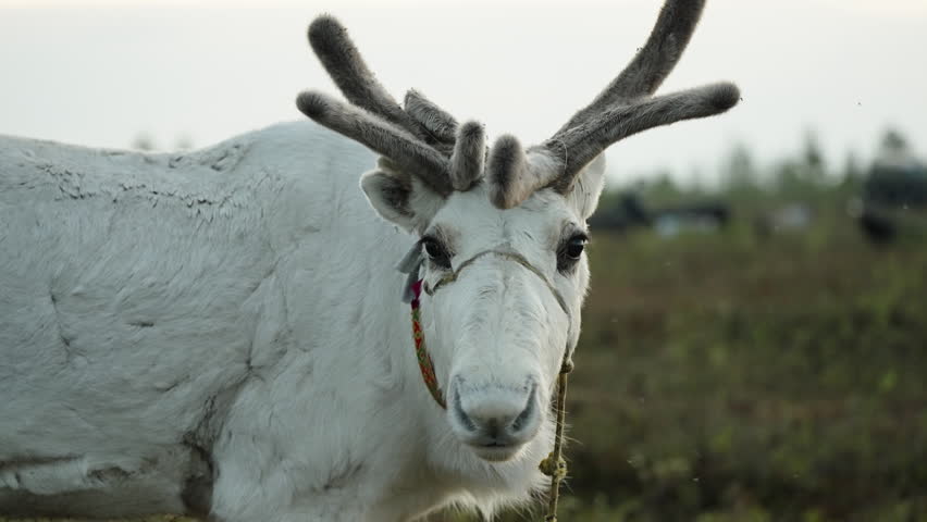 Close-up portrait of a white reindeer with soft velvet antlers on open tundra. Domesticated Rangifer tarandus with halter, shallow depth of field, serene northern wildlife scene.