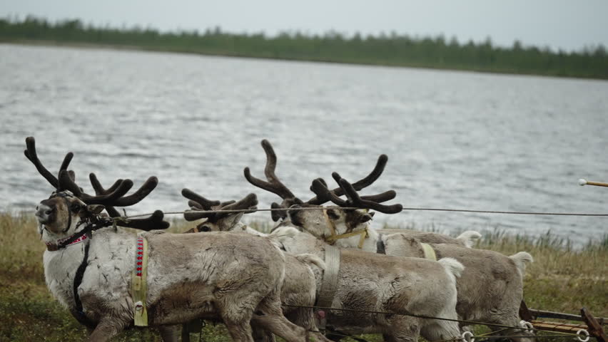 Close view of reindeer with harnesses pulling a traditional sled along a tundra lakeshore. Moody Arctic scenery under cloudy skies, evoking migration and indigenous herding culture.