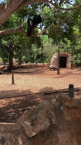 A giant Aldabra tortoise walks across a sandy enclosure near a stone shelter while a black peacock sits perched on a tree branch above in a safari park