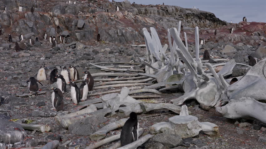 Humpback Whale Remains In Penguin Colony In Antarctica