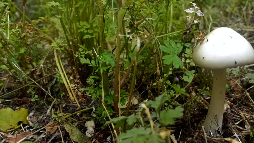 Close Up of Wild Mushroom in Forest