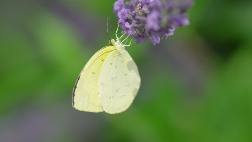 A yellow butterfly flying over a lavender field