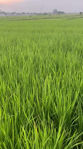 Lush green grass field swaying gently in the wind, natural outdoor landscape with fresh vegetation and peaceful atmosphere.