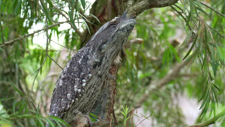 Close up shot of a wild tawny frogmouth (Podargus strigoides) perches on a tree branch, camouflaged among the tree bark in a woodland forest environment, making calls.