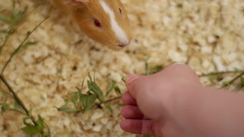 Cute domestic guinea pigs eating fresh green grass from a person