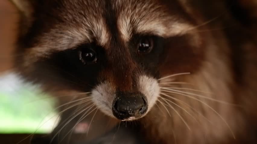 Extreme close-up of a wild raccoon