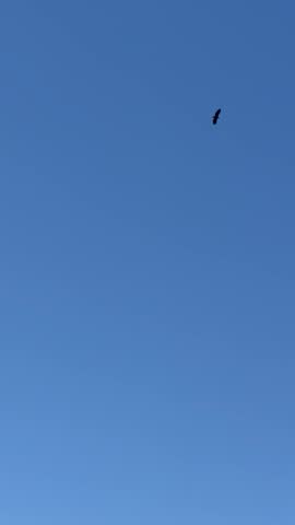 FLYING EAGLE AND AIRPLANE IN THE SKY