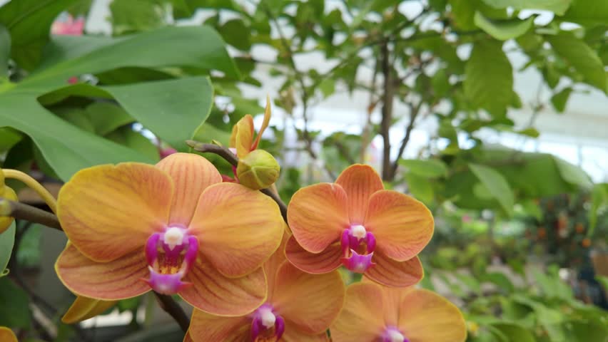 Slow camera movement pulling back from vibrant orange moth orchid flowers, revealing more tropical plants inside a greenhouse. High quality 4k footage