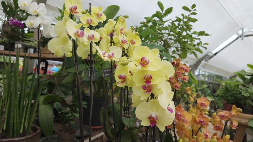 Slow camera move toward blooming yellow moth orchid flowers inside greenhouse. High quality 4k footage