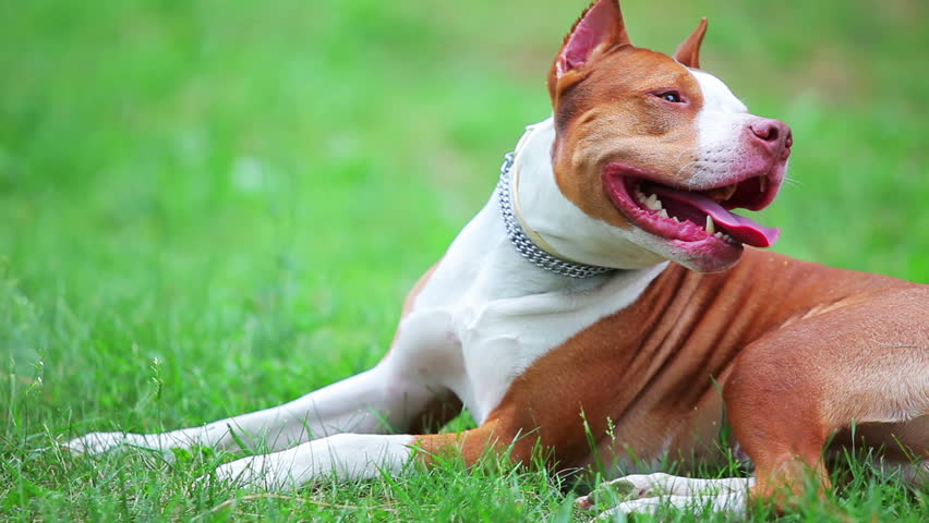 Young dog in the meadow, pit bull terrier
