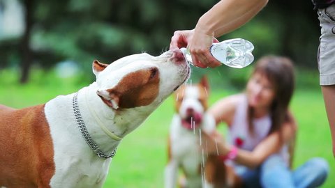 Dog drinks water from a bottle, pit bull terrier
