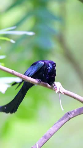 Glossy black predatory bird perched on a tree branch holding a captured mouse in its beak against a smooth blurred green background