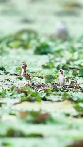 Adult tern bird hovering with outstretched wings bringing food to its two hungry chicks on a floating nest among green aquatic plants