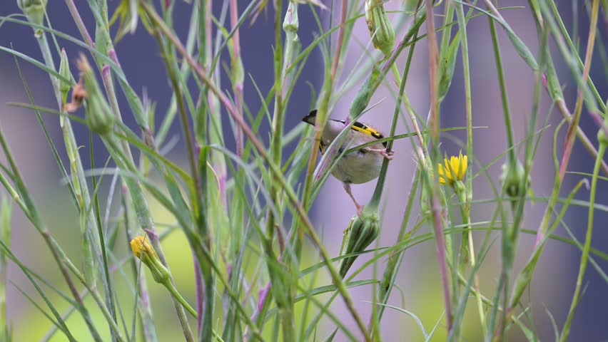 European goldfinch eating the seeds of a Yellow Goat