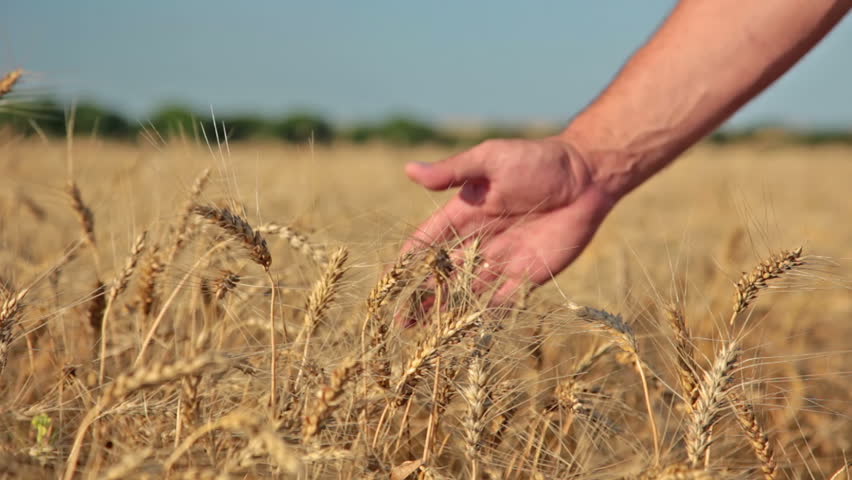 Field of ripe grain and man's hand