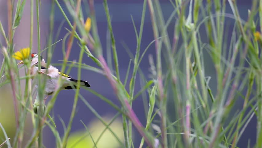 European goldfinch eating the seeds of a Yellow Goat