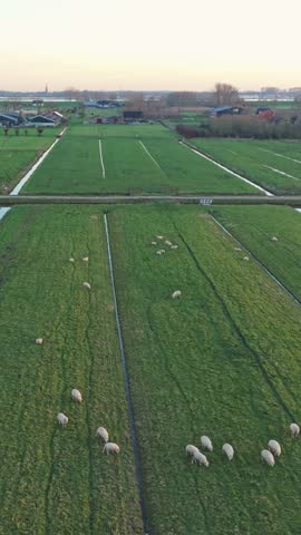 Vertical screen Aerial Dawn Pasture With Scattered Sheep, Calm Drone Pan Over Expansive Wet Pasture, Lone Sheep Grazing Between Drainage Ditches, Distant Farm Buildings Under Soft Sky,