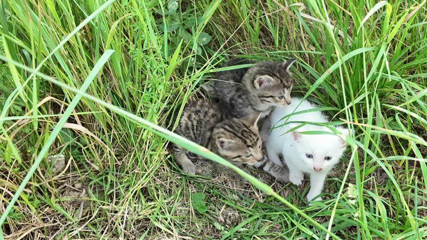 Adorable kittens playing and resting in tall green grass on a sunny day. A group of young kittens, some tabby and one white, huddle together and explore a lush meadow, showcasing their playful and curious nature.