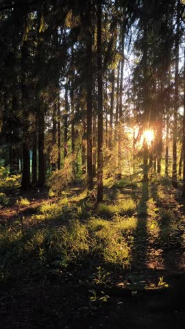 sunset in the forest. sunlight shines through the trees in the forest