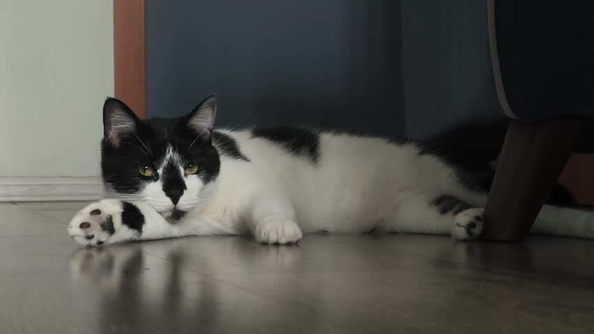 Black and white cat on the floor. cute pets