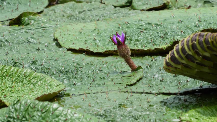 Close up of a giant water lily leaf and a thorny purple flower bud in Mizumoto Park, Tokyo during summer