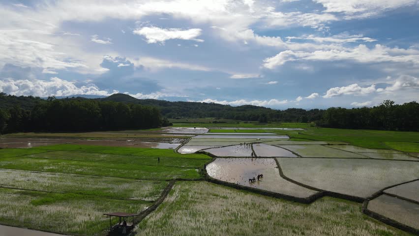 Aerial view of terraced rice fields with water-filled paddies and green vegetation, surrounded by forest and distant mountains under a clear sky.