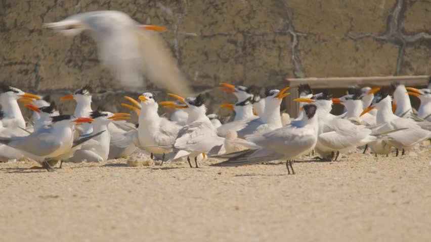 Royal Tern Colony Resting on Sandy Beach with Vibrant Orange Bills Along Peaceful Coastal Shoreline Habitat.