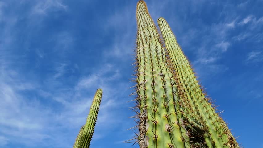 A striking low-angle perspective looking up at massive cardon cacti reaching into a crisp, clear blue sky.