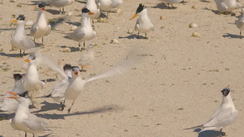 Royal Tern Colony with Chicks Gathering on Sandy Nesting Beach Under Bright Coastal Sunlight During Breeding Season.
