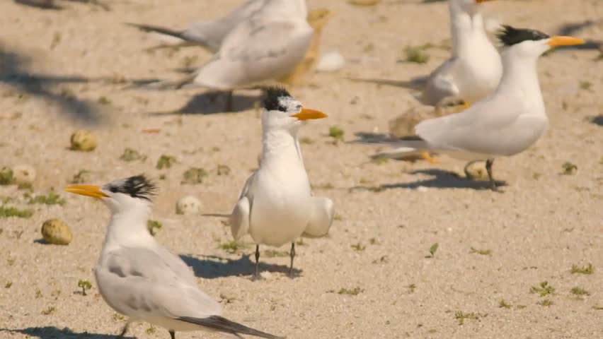 Elegant Royal Tern Standing on Sandy Nesting Beach During Bright Sunny Day in Peaceful Coastal Breeding Colony.