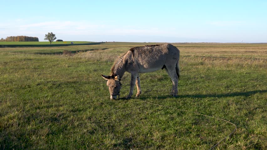 A grey donkey grazes peacefully in a vast green meadow under a clear blue sky. The landscape features open fields with distant trees, and a hint of autumn in the air.