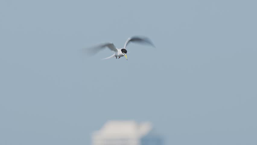 Little Tern diving into the water