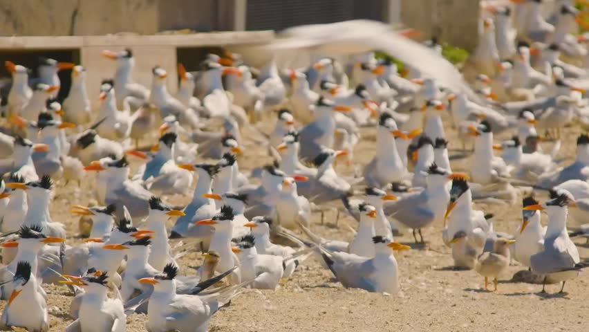 Large Royal Tern Breeding Colony with Chicks Resting Together on Sandy Coastal Nesting Ground During Daylight.