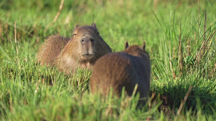 Two wild capybaras rest among thick wetland vegetation, one facing the camera while the other moves in the foreground on a calm sunny day.