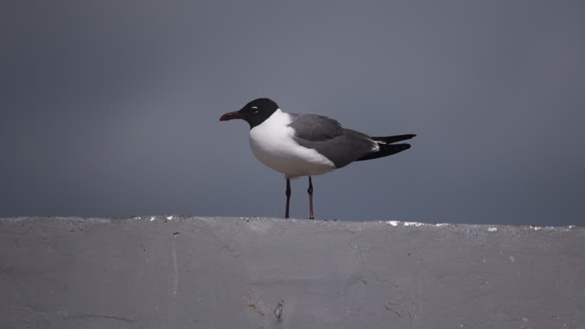 Laughing Gull Perched on Harbour Dock (Leucophaeus atricilla)