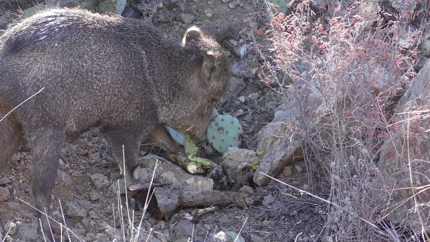 Javelina Feeding on Prickly Pear Cactus in Arizona Sonoran Desert