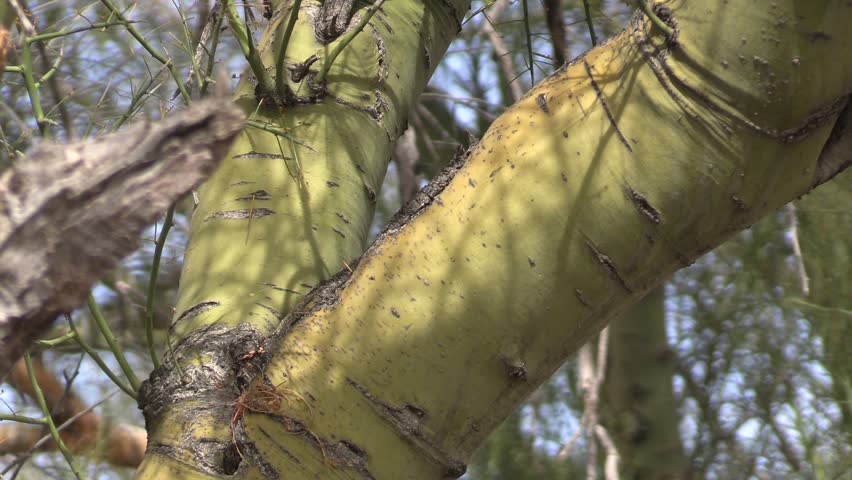 Palo Verde Tree with Green Bark in Arizona Sonoran Desert