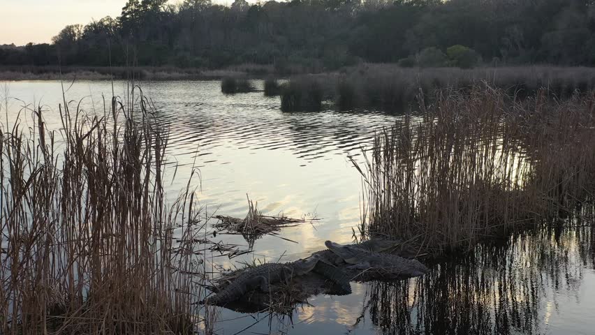Group of american alligators basking on the marshy bank of a swampy lake during sunset, one reptile slips back into the water creating ripples in the calm surface reflecting the sky