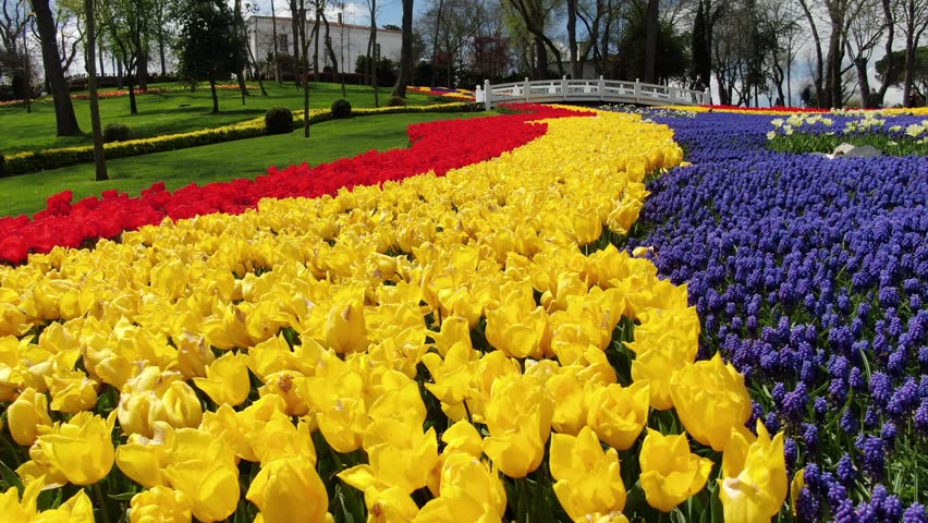 Aerial view of the Bosphorus with tulips; view of the Turkish flag; general aerial view of Istanbul