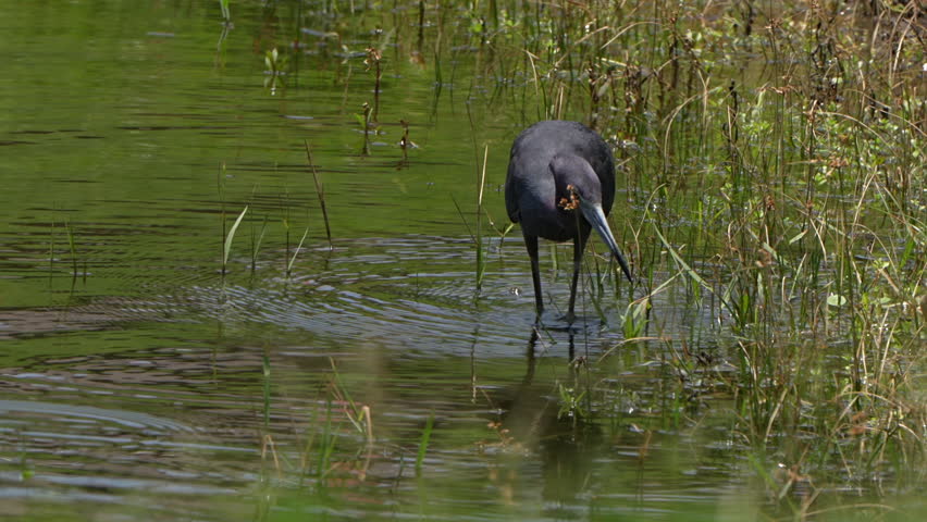 Closeup of little blue heron catching a fish
