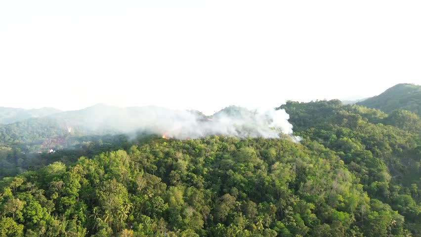 Forest fire at the top of the hill