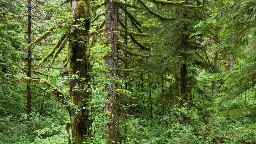 A lush, picturesque forest thrives in Oregon where large trees and rainfall are plentiful. The scenic Pacific Northwest is known for it vast expanses of forest, mountains, and rivers.
