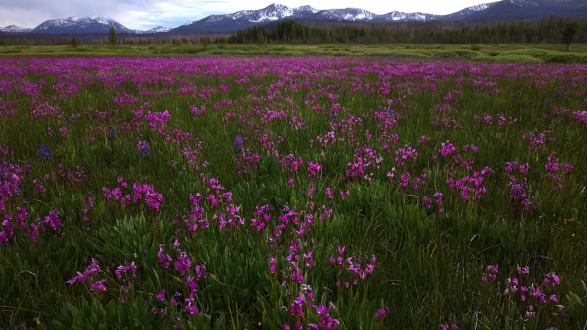 Beautiful Idaho wildflowers and Sawtooth mountains in Idaho