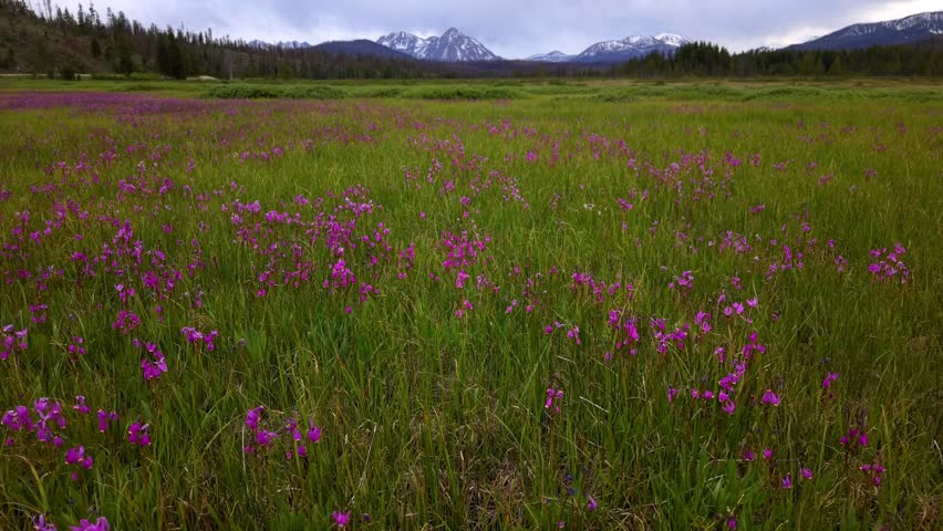 Idaho nature with a meadow filled with wildflowers