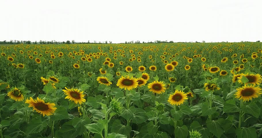 Flying over a large field of yellow sunflowers in summer, sunflower field in flight
