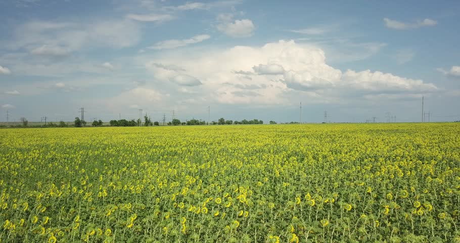Yellow sunflower field in summer, flight over large sunflower field, helicopter view